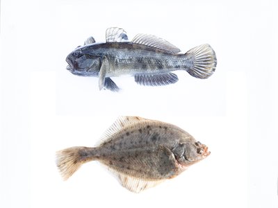 Round flounder