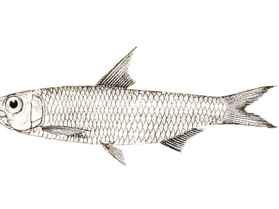 Round herring