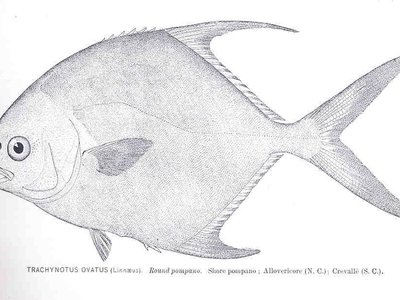 Round pompano
