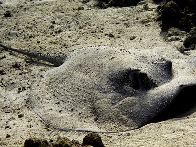 Round ray