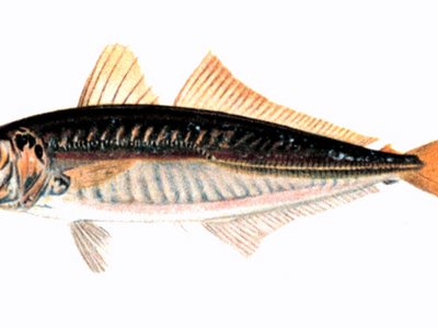 Round scad