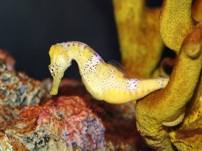 Round seahorse