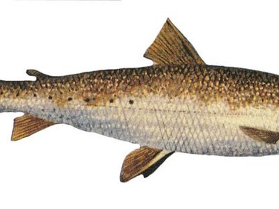 Round whitefish