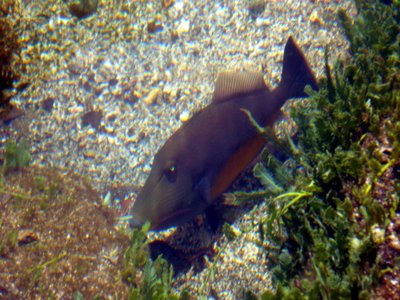 Rounded triggerfish