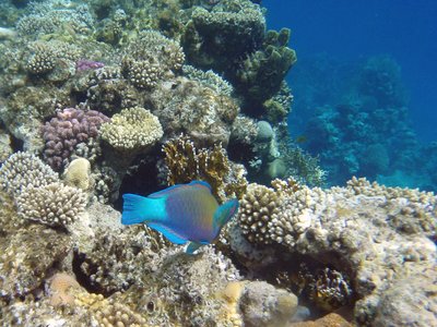 Roundhead Parrotfish