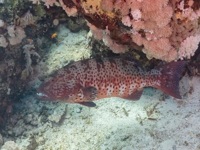 Roving coral grouper