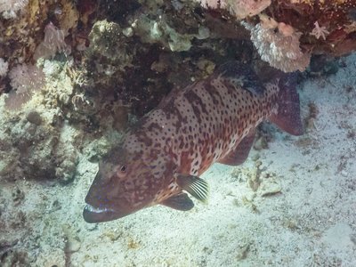 Roving coralgrouper