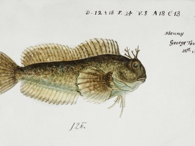 Royal Blenny
