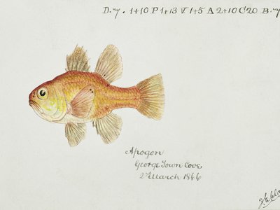 Royal Cardinalfish