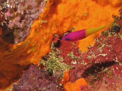 Royal Dottyback