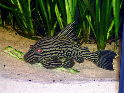 Royal pleco