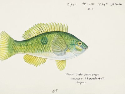 Royal wrasse