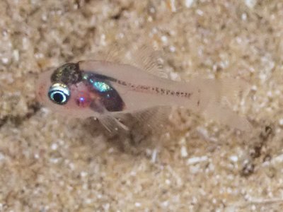 Ruby Cardinalfish