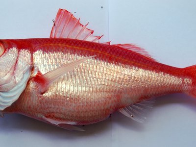 Ruby snapper