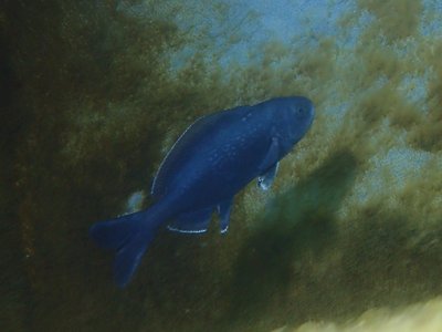 Rudderfish