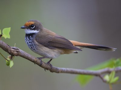 Rufous fantail