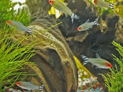 Rummy nose tetra