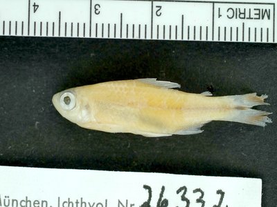 Rummynose tetra