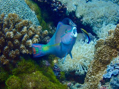 Russia wrasse