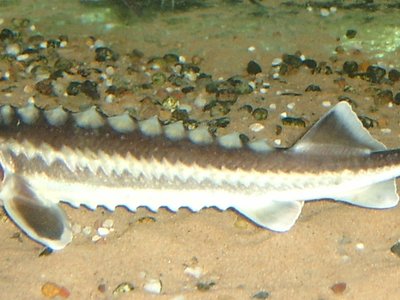 Russian sturgeon