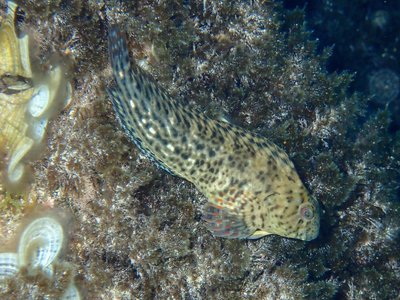 Rusty Blenny
