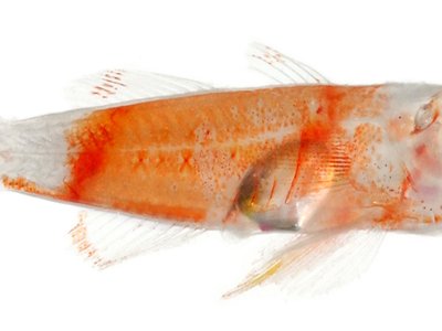 Rusty goby