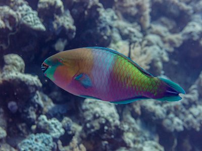 Rusty Parrotfish