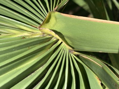 Sabal