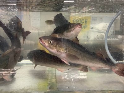 Sablefish