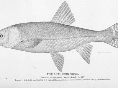 Sacramento Blackfish