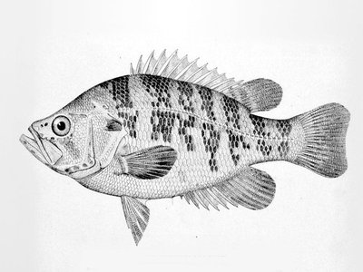 Sacramento Perch