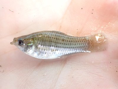 Sailfin Molly