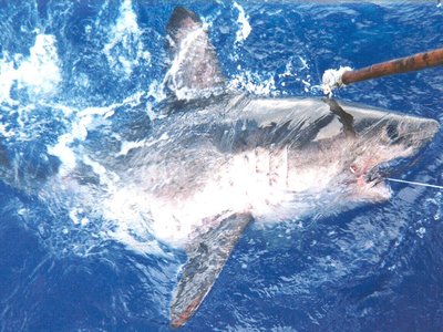 Salmon Shark