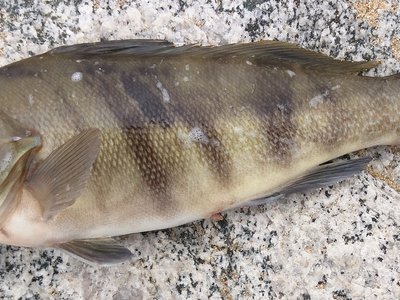 Sand Bass