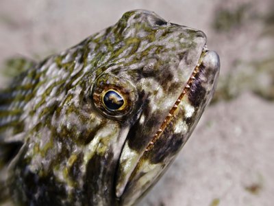 Sand Diver