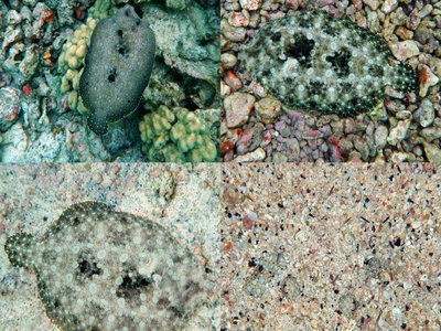 Sand Flounder