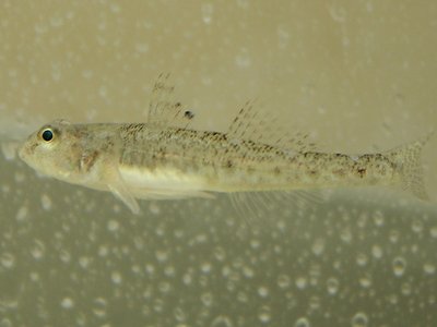 Sand Goby
