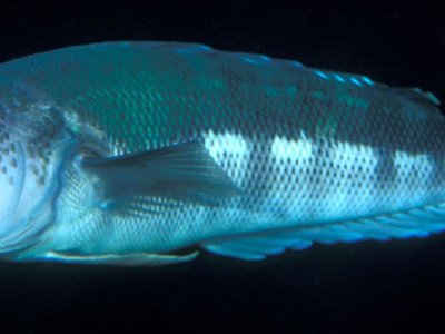 Sand Perch