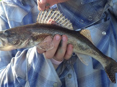 Sand Pike