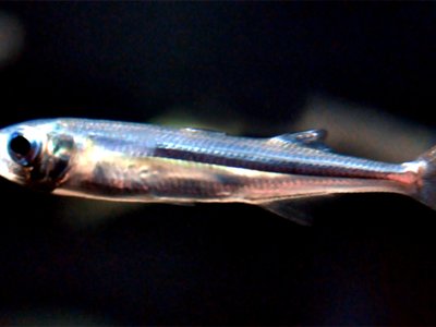 Sand Smelt