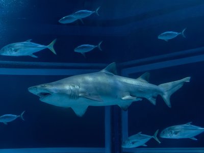 Sand Tiger Shark
