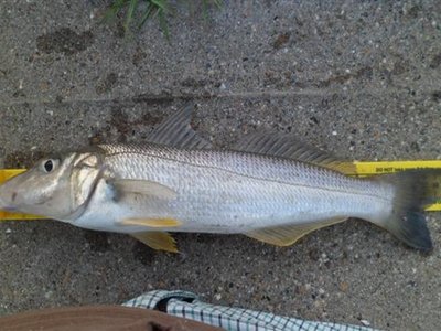 Sand Whiting