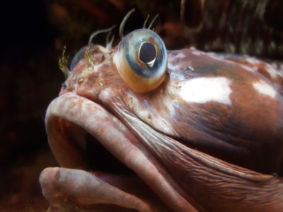 Sarcastic Fringehead