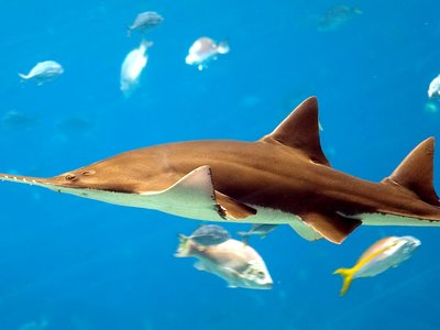 Sawfish
