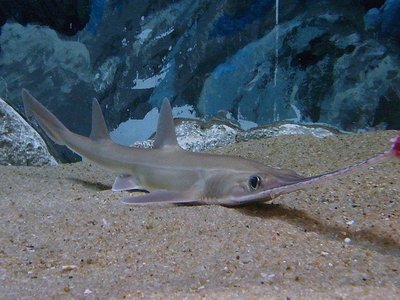 Sawshark