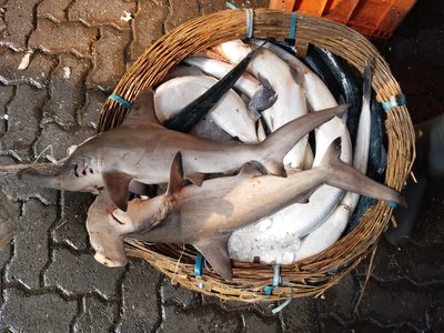 Scalloped Hammerhead