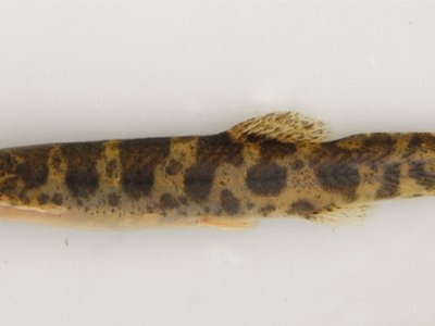 Scleronema