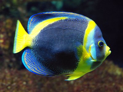 Scribbled Angelfish