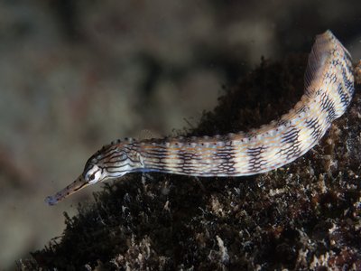 Scribbled Pipefish