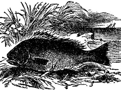 Sea Bass